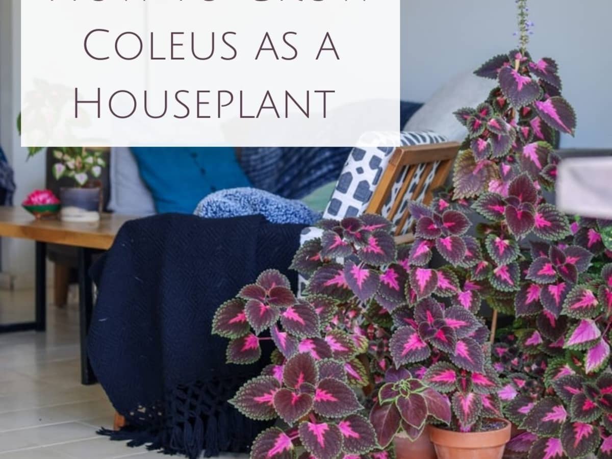How to Successfully Grow Coleus as a Houseplant   Dengarden