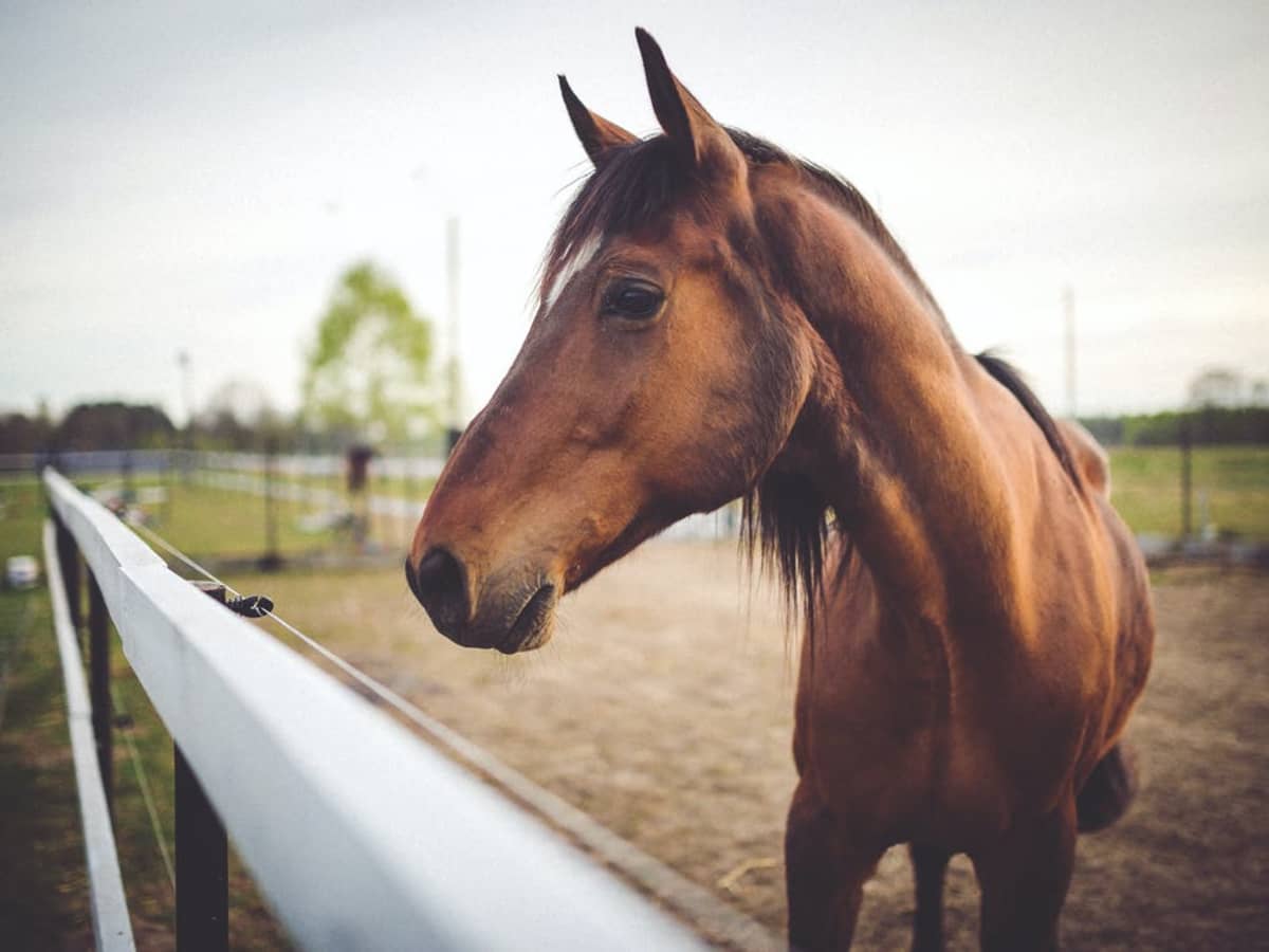 How Much Do Horses Cost in the UK? - PetHelpful