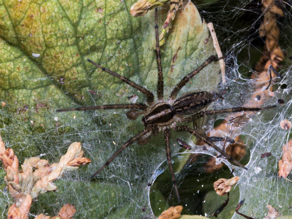 Should I Be Afraid of Wolf Spiders? - Dengarden