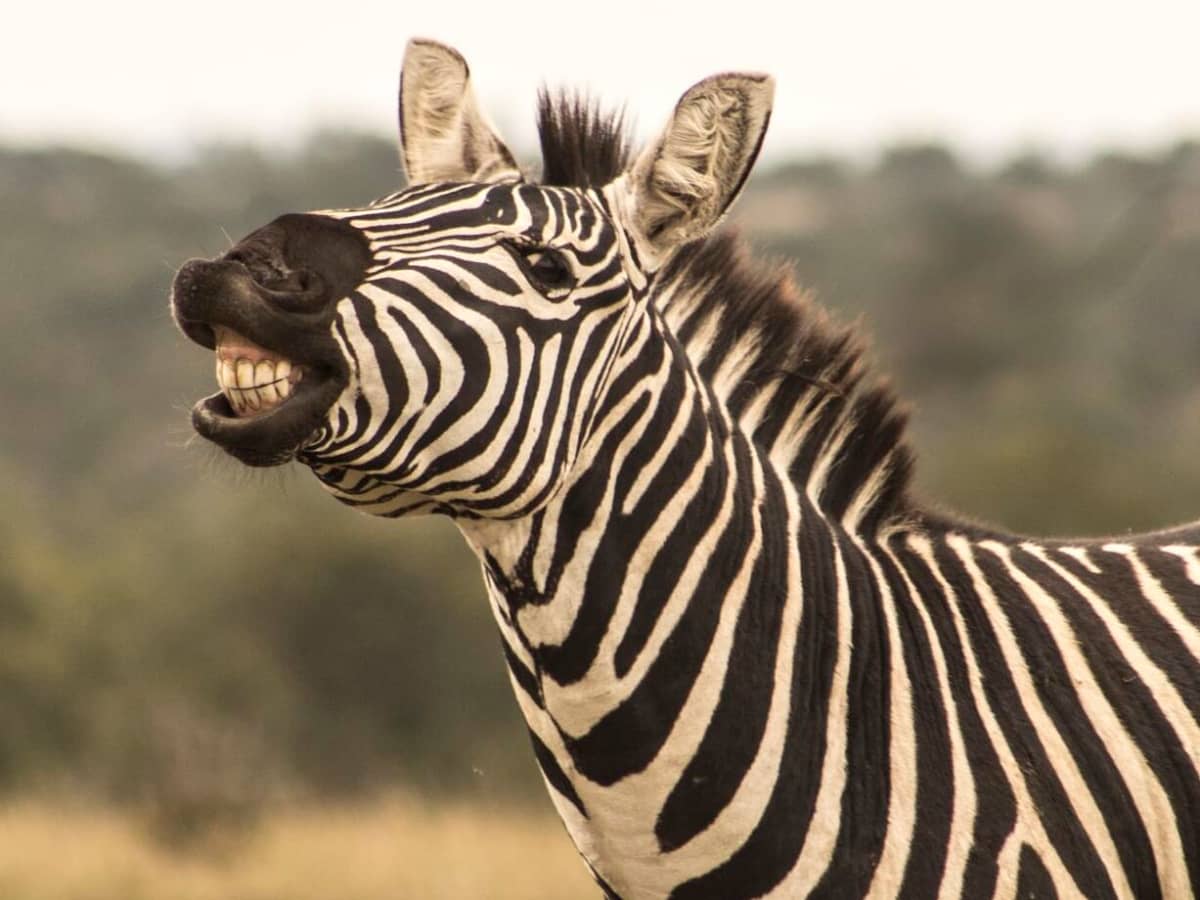 Top 5 Ways Zebras Might Surprise You - Owlcation