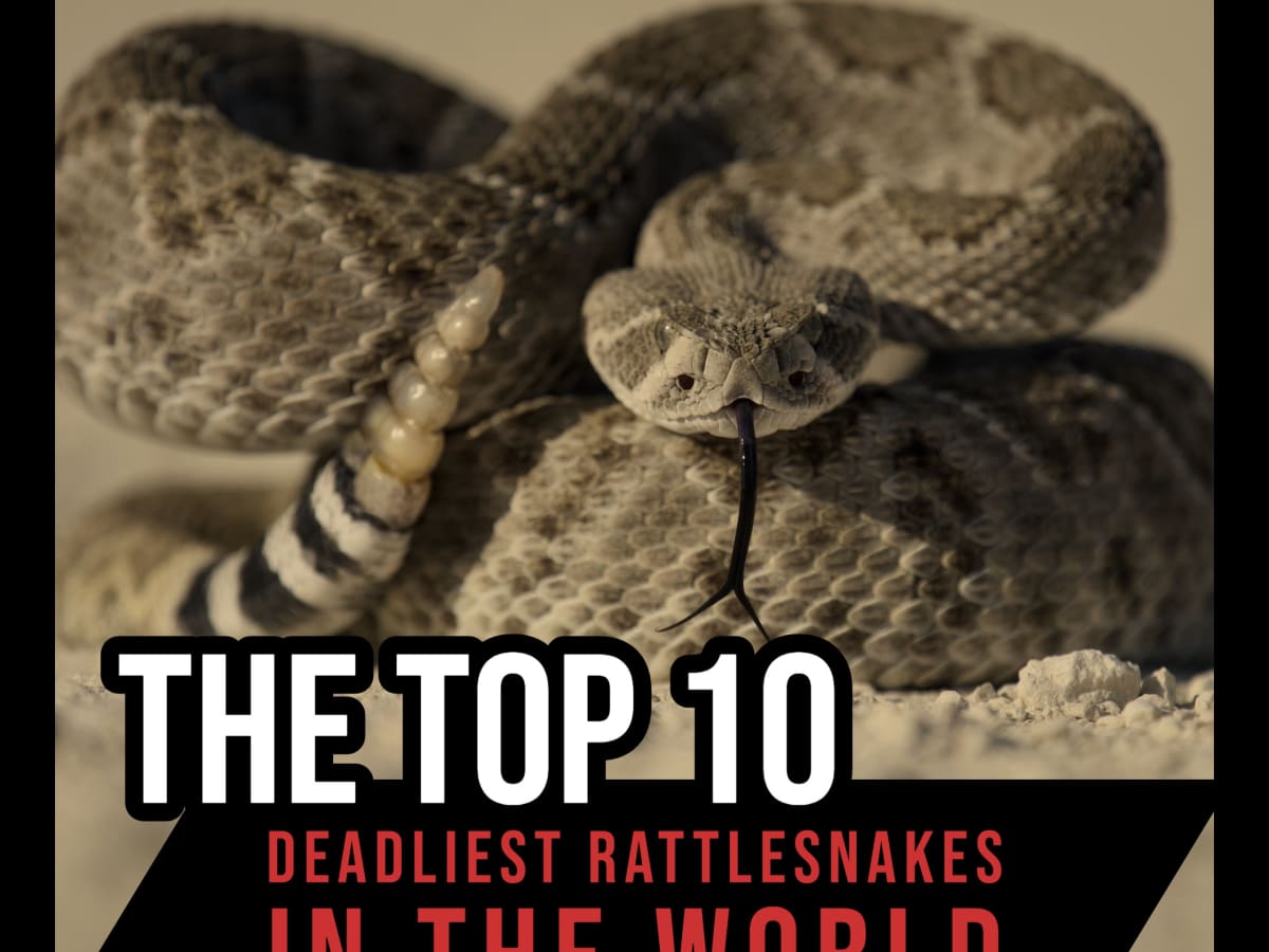Top 10 Deadliest Rattlesnakes in the World: a Countdown