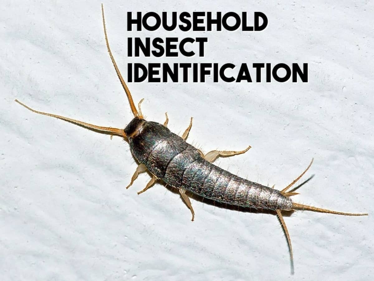 Household Insect Identification: Common Insects Around the Home - Owlcation