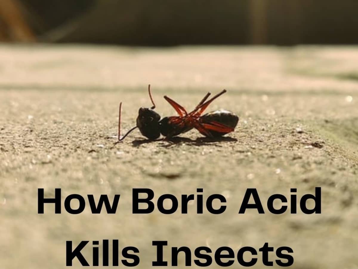 How Is Boric Acid Able To Kill Insects Dengarden