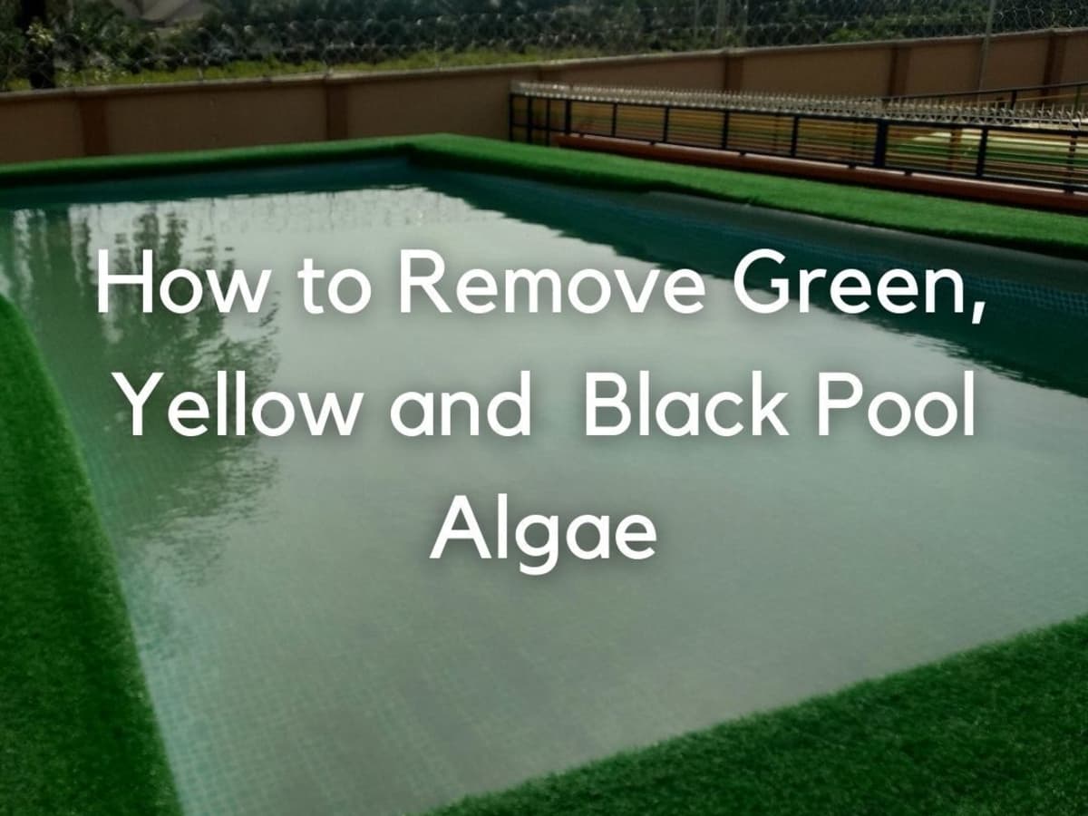 How to Get Rid of Green, Yellow, and Black Pool Algae - Dengarden