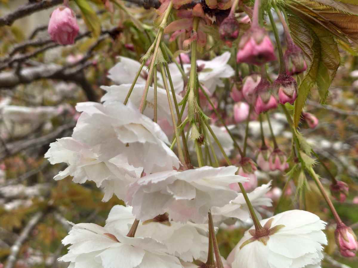 How To Prune A Flowering Cherry Blossom Tree Dengarden