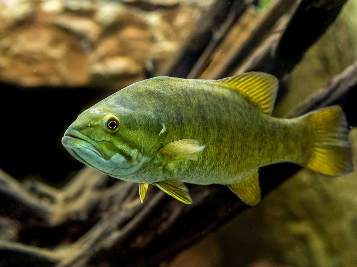 Can You Keep Wild Fish as Pets in Your Home Aquarium? - PetHelpful