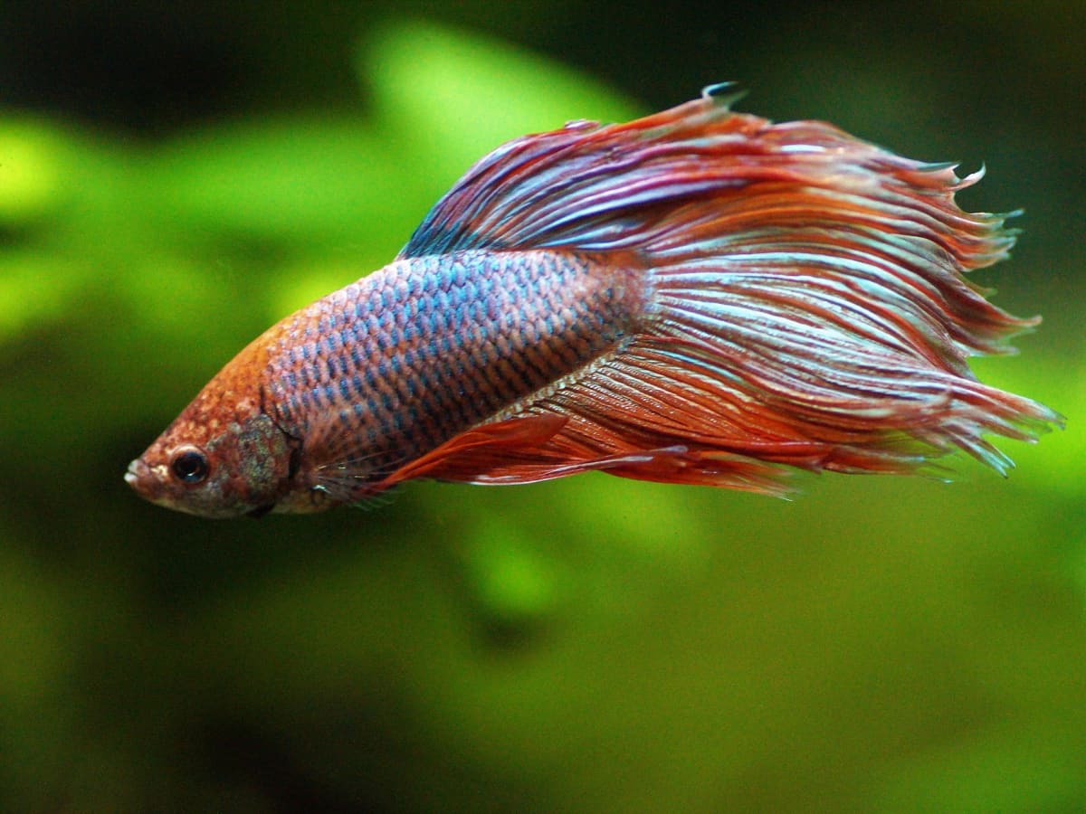 How Long Do Betta Fish Live? (And How To Increase Their Lifespan) -  Pethelpful