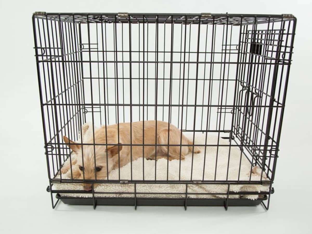 how do i get my puppy to stop crying in the crate at night