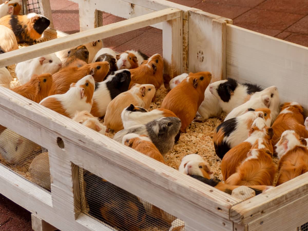 How to Make Guinea Pig Cage Liners: DIY Fleece Bedding - PetHelpful