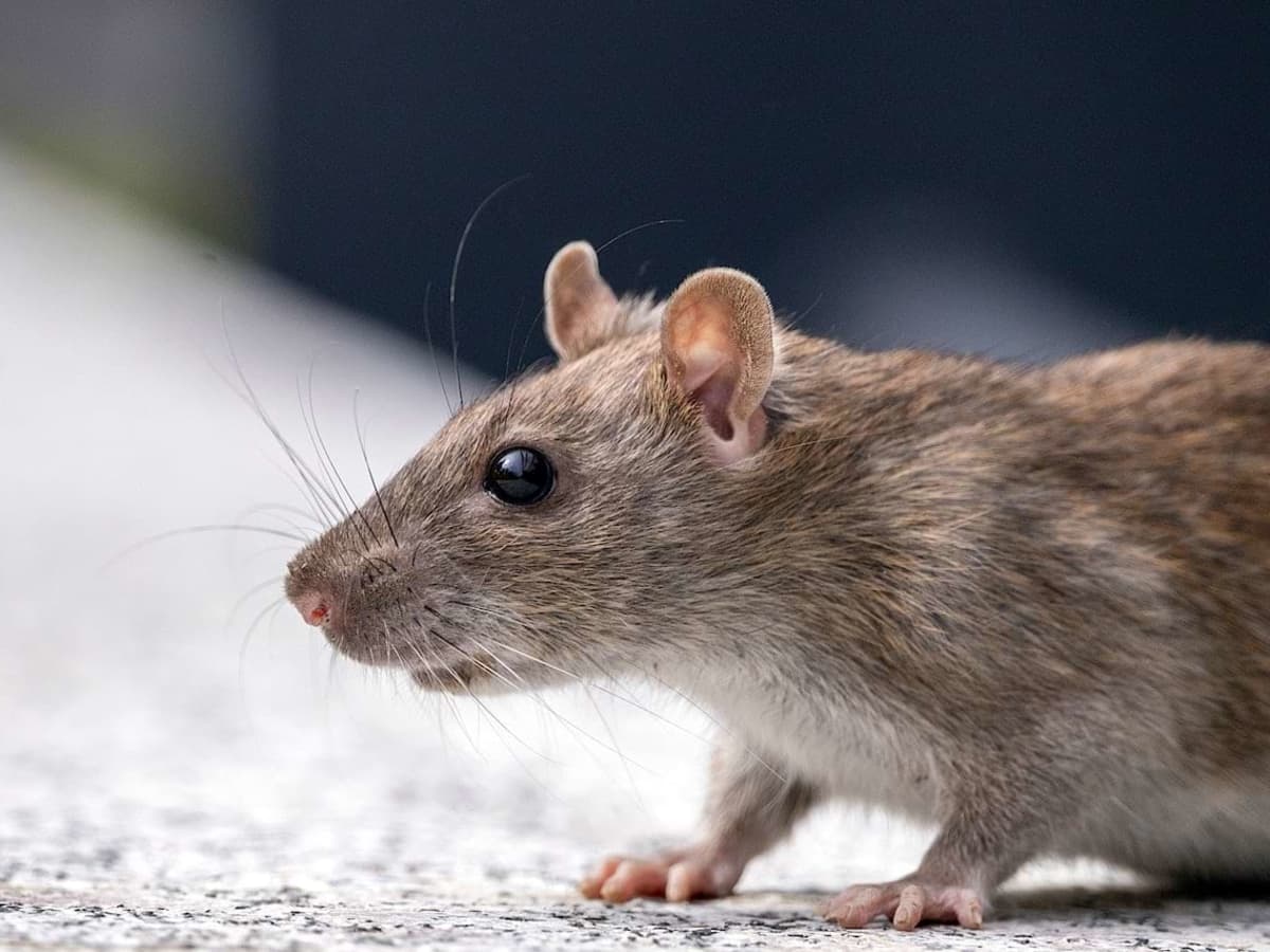 Mouse and Rat Poison: What They're Not Telling Us - Dengarden