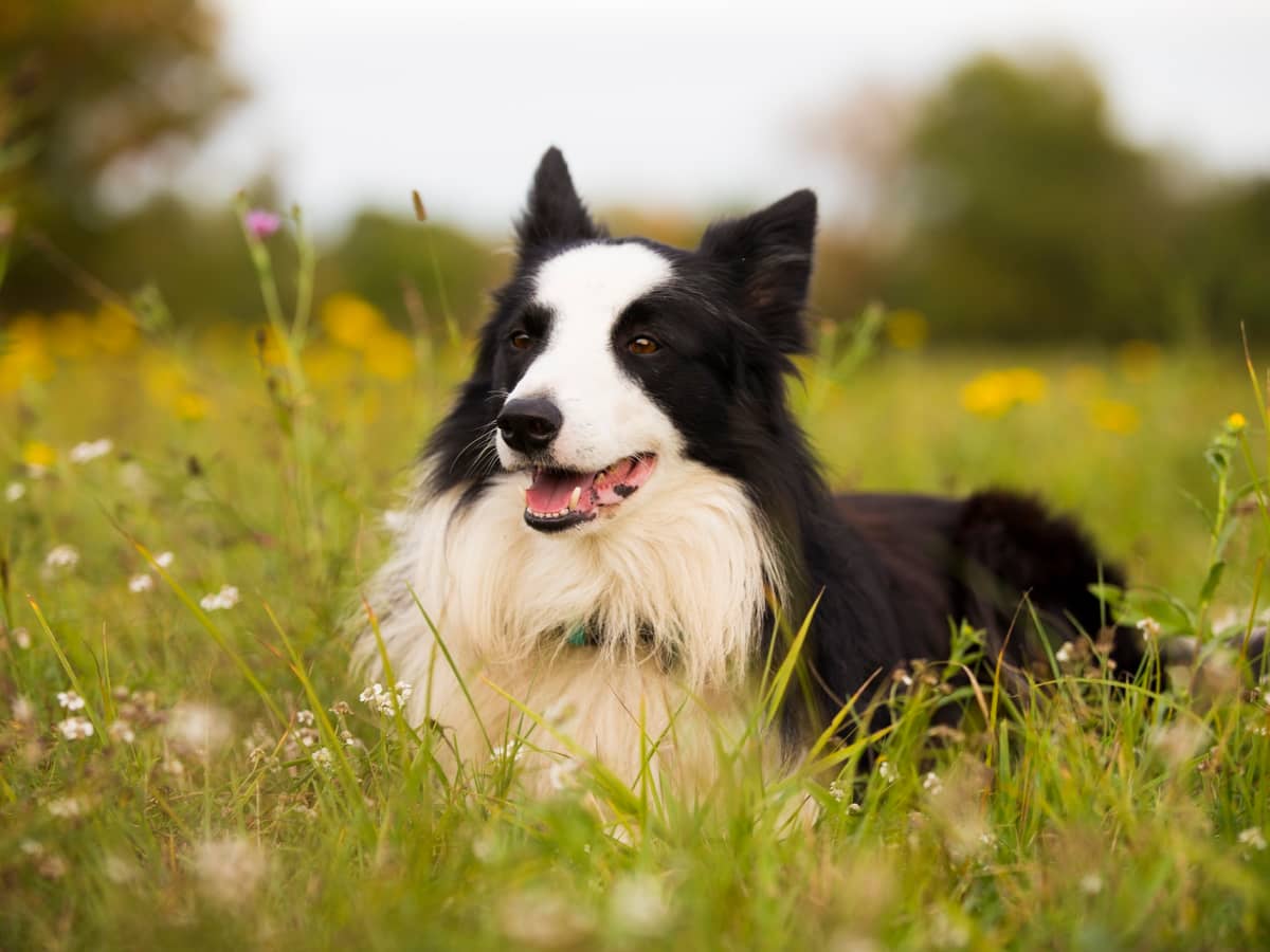 are border collies very loyal