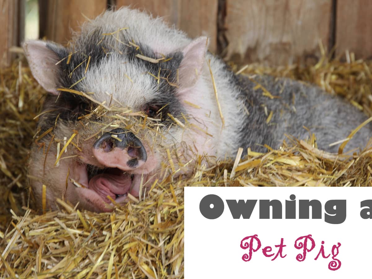 My Experience of Owning a Pet Pig - PetHelpful