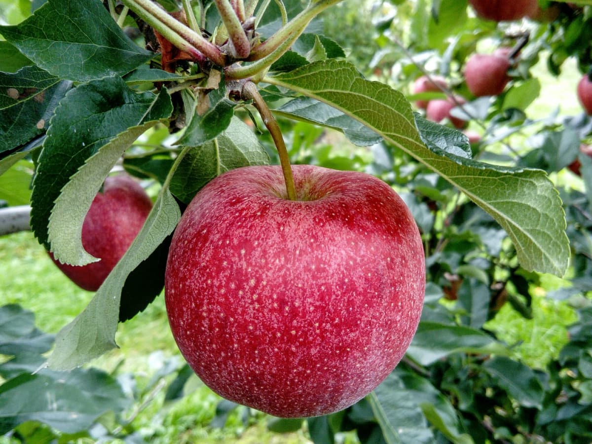 Exploring the myths around apples