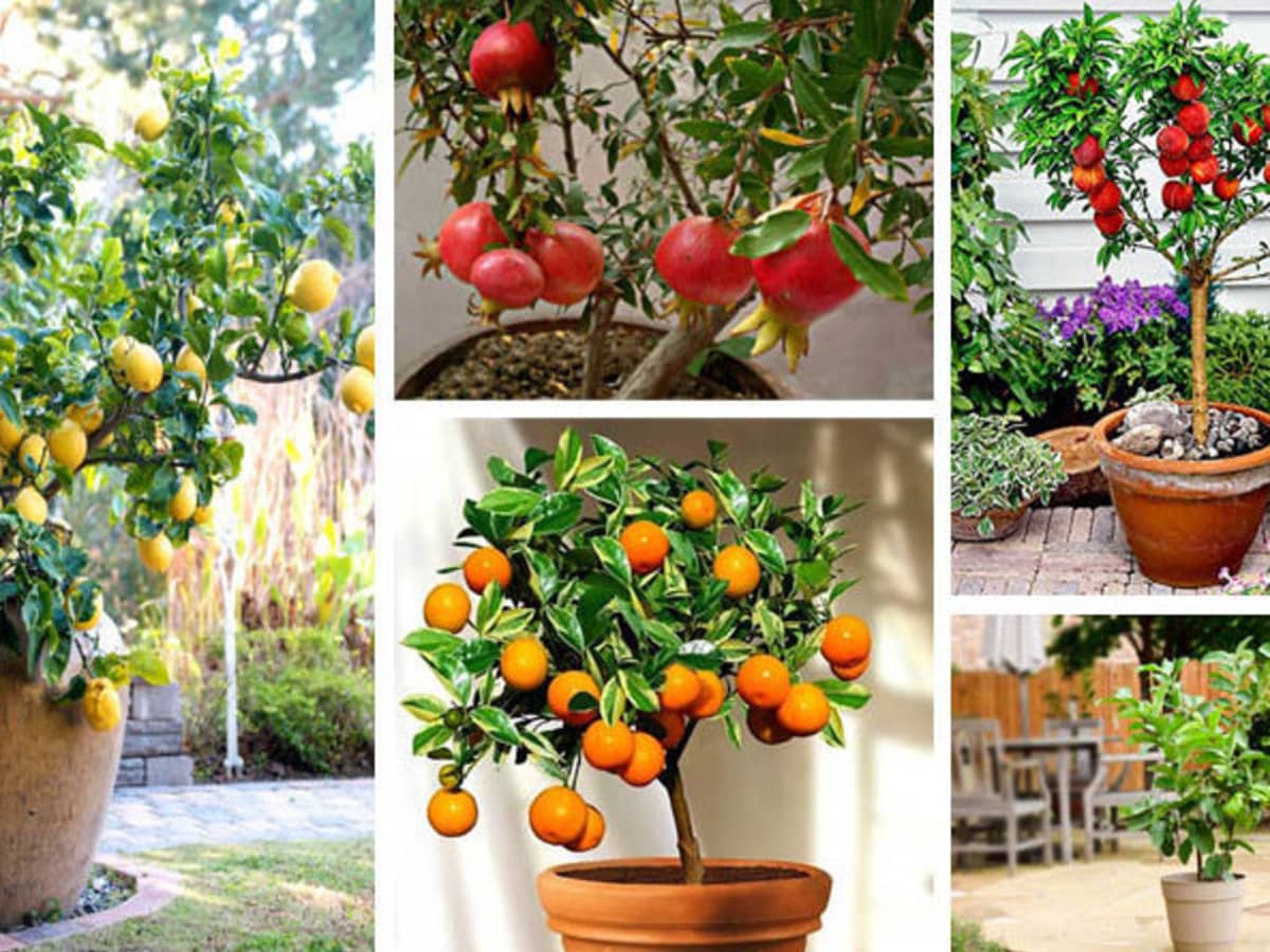 How To Grow Fruit Trees In Containers