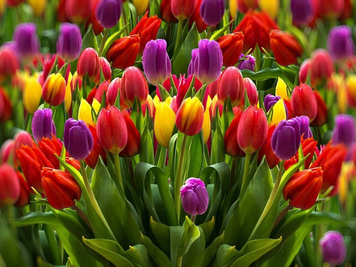 The Many Looks and Classifications of Tulips - Dengarden