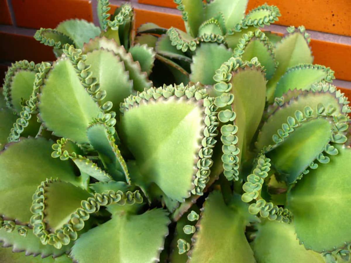 How to Distinguish the Mother of Millions and Mother of Thousands Plants - Dengarden
