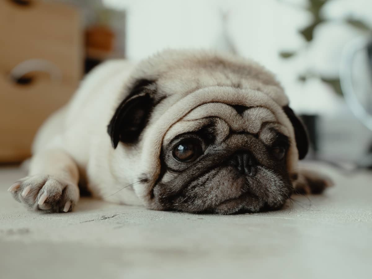 why are there so many brachycephalic dog breeds