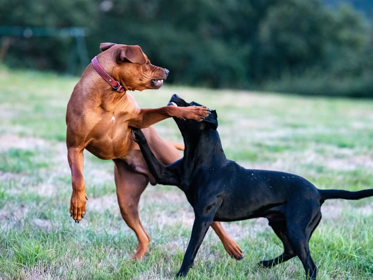 How to Prevent Aggression in Your Cane Corso - PetHelpful