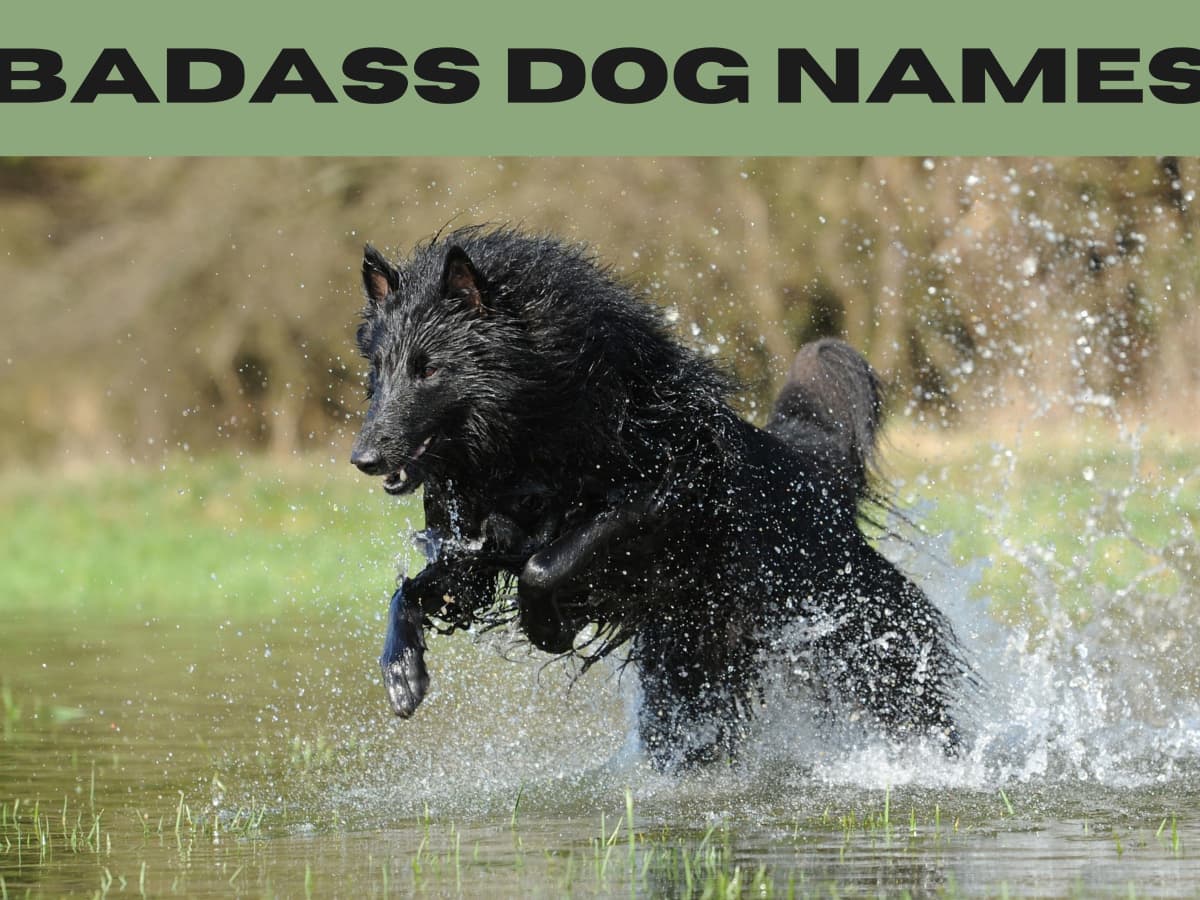 Dog Name Ideas For Every Type Of Dog - Canine Journal