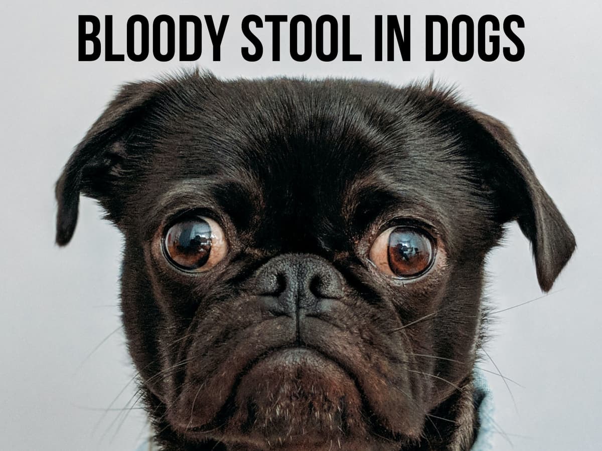 Can Dogs Get Bleeding Piles