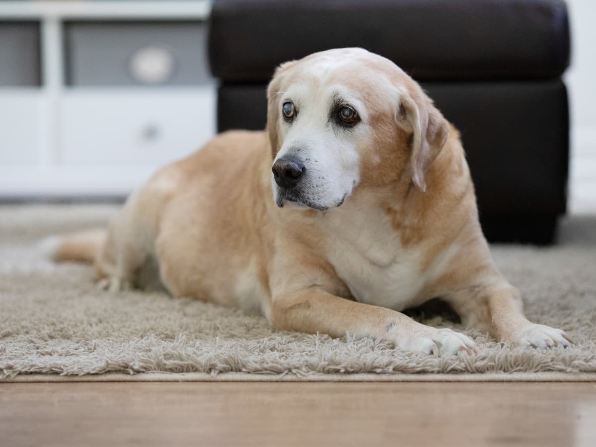Toys For Blind Dogs - Caring for a Senior Dog