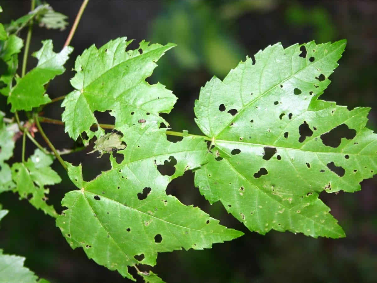 Silver Leaf Fungus, Garden Pests & Diseases, Gardening Tips