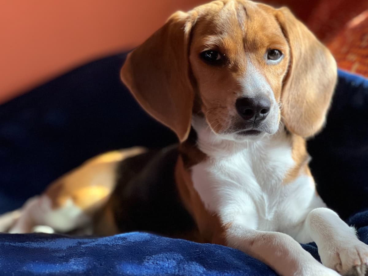 How to Potty Train a Beagle Puppy - PetHelpful