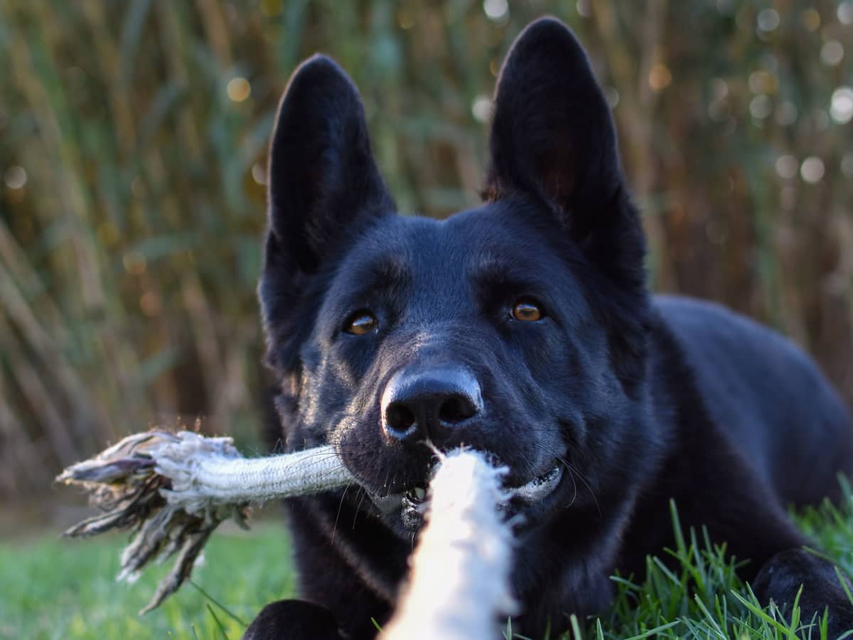 Does playing Tug of War come naturally to dogs? – Tagged BRAND_USA-K9