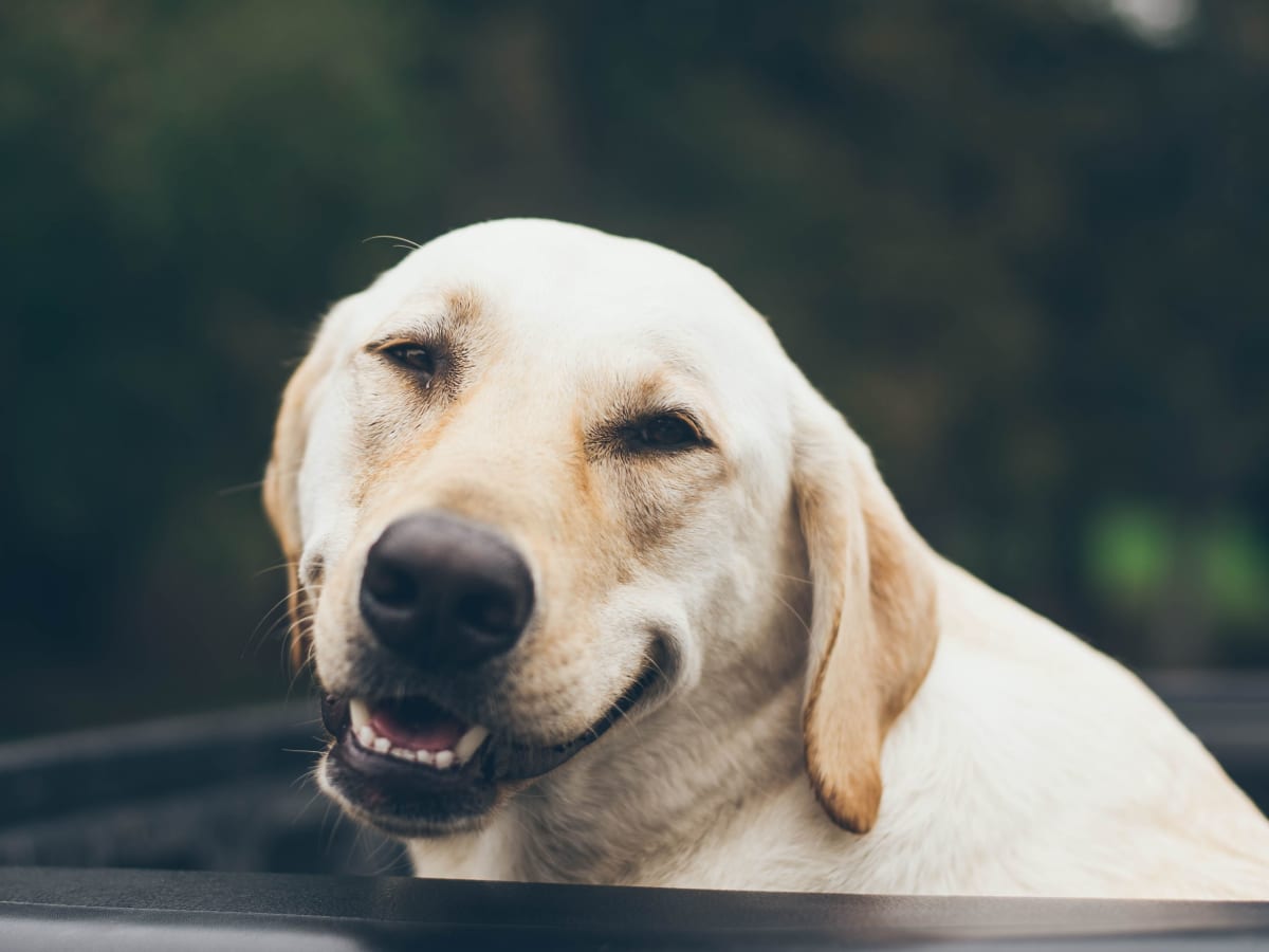 What Causes Reverse Sneezing In A Dog