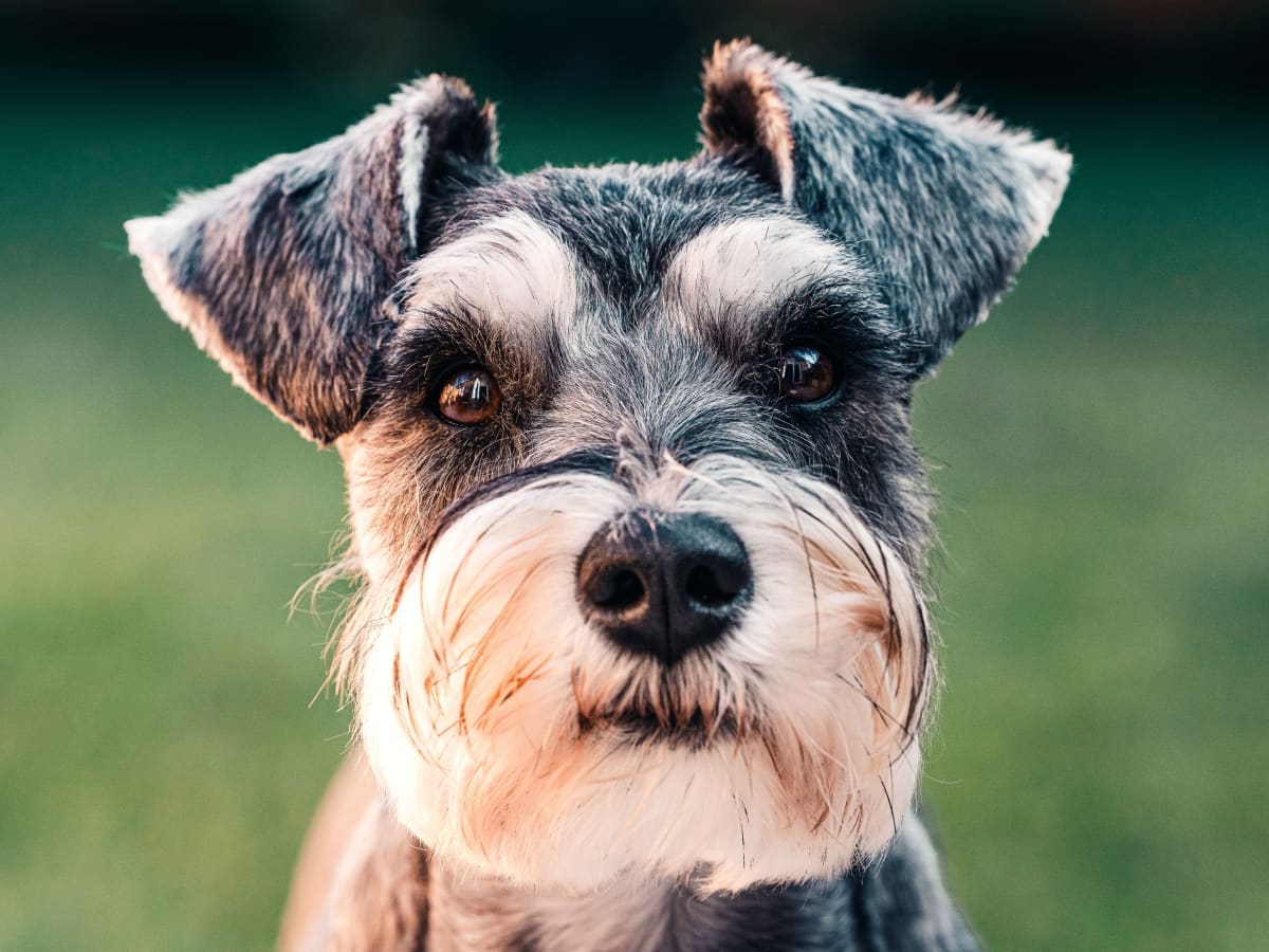 Miniature Schnauzer Dog & Puppy Breed and Adoption Info