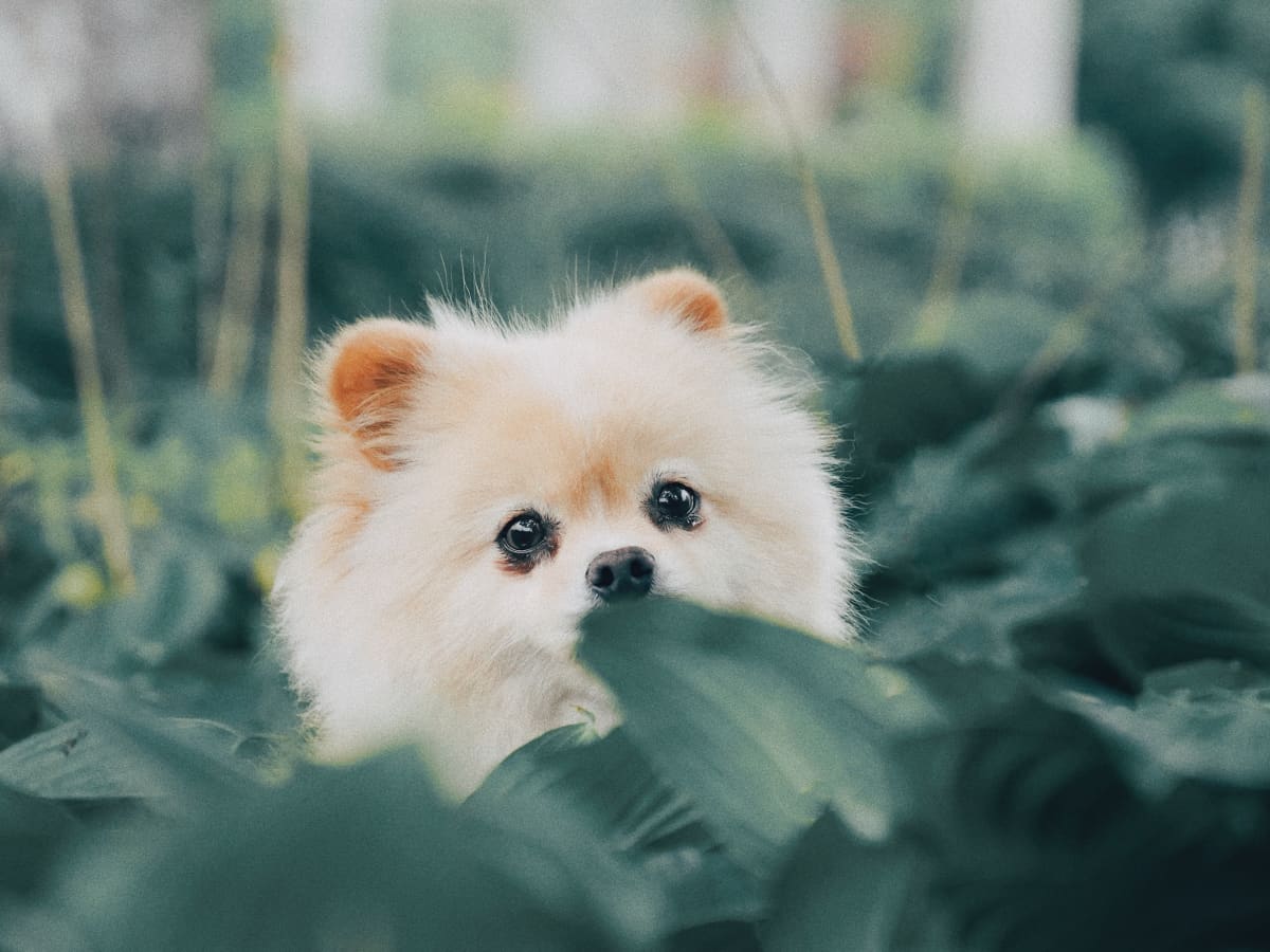 can a pomeranian live in brazil