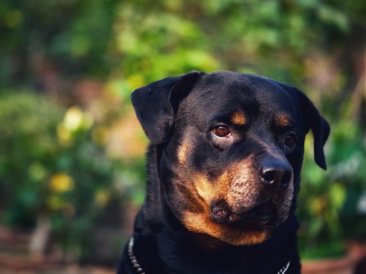 Common Health Issues and Genetic Disorders in Rottweilers - PetHelpful