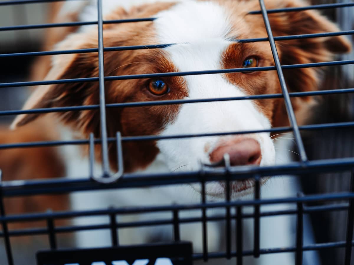How To Crate Train A Puppy At Night (No Fuss: 8 Easy Steps)