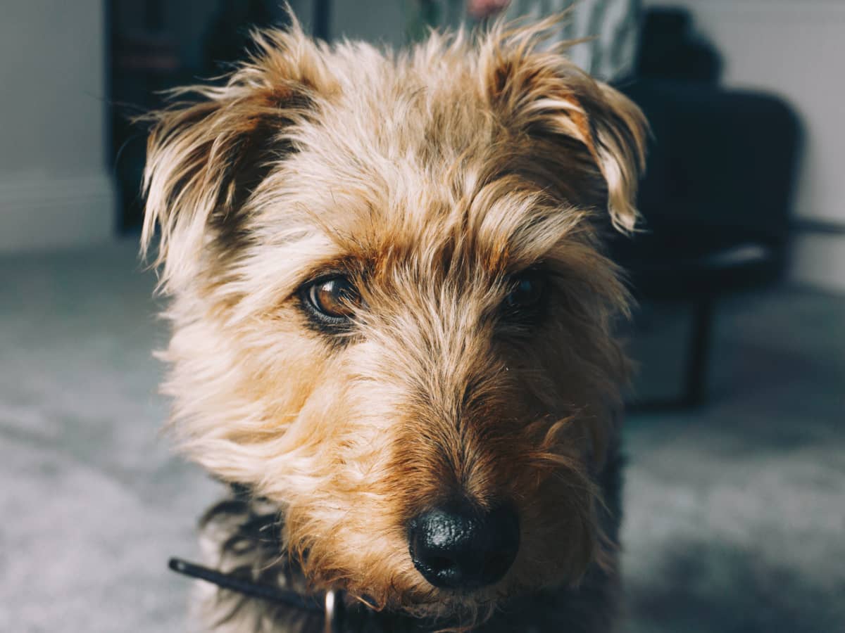 are pig ears bad for a irish terrier
