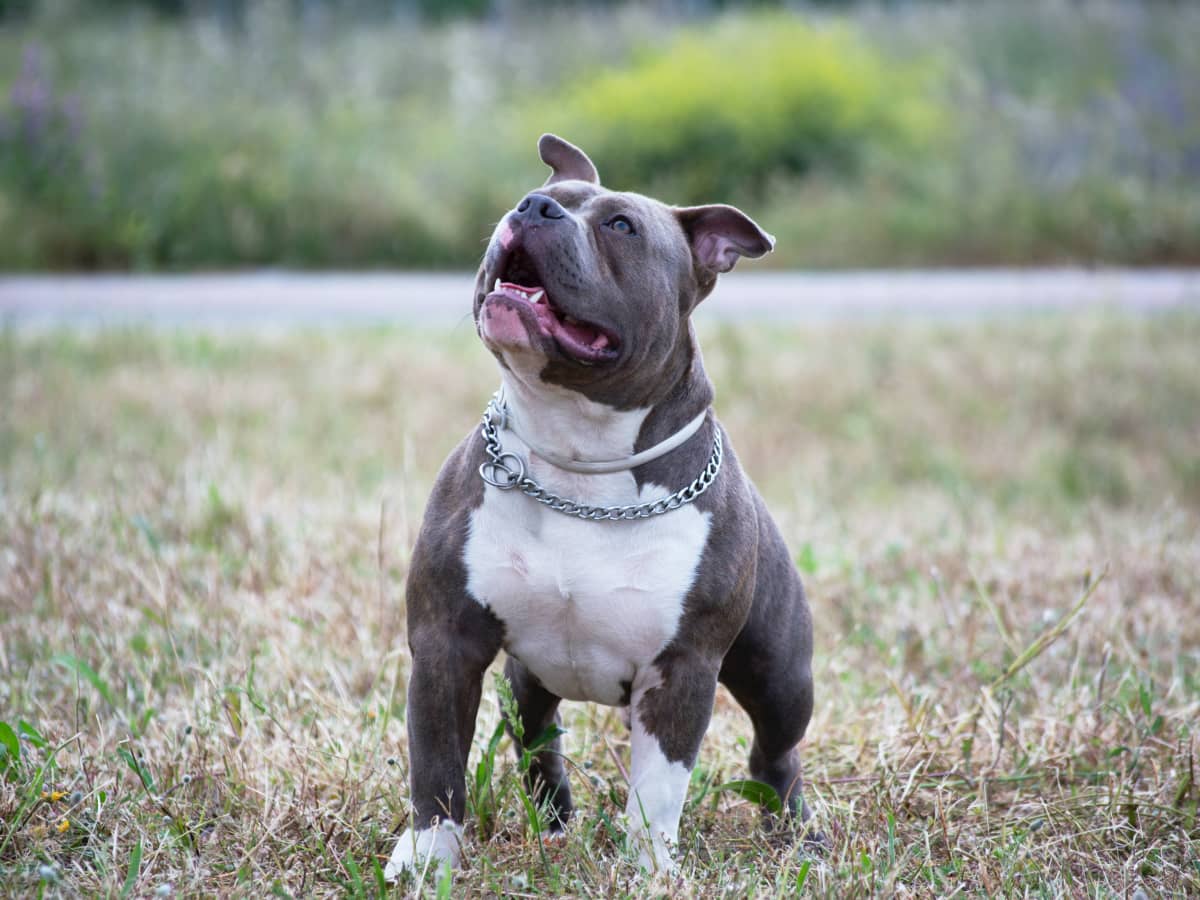 pitbull red nose bully
