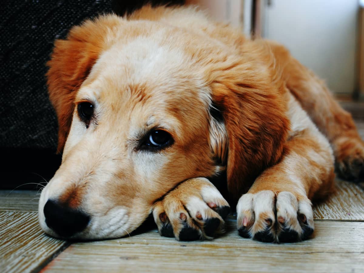 can you treat heartworms in dogs at home