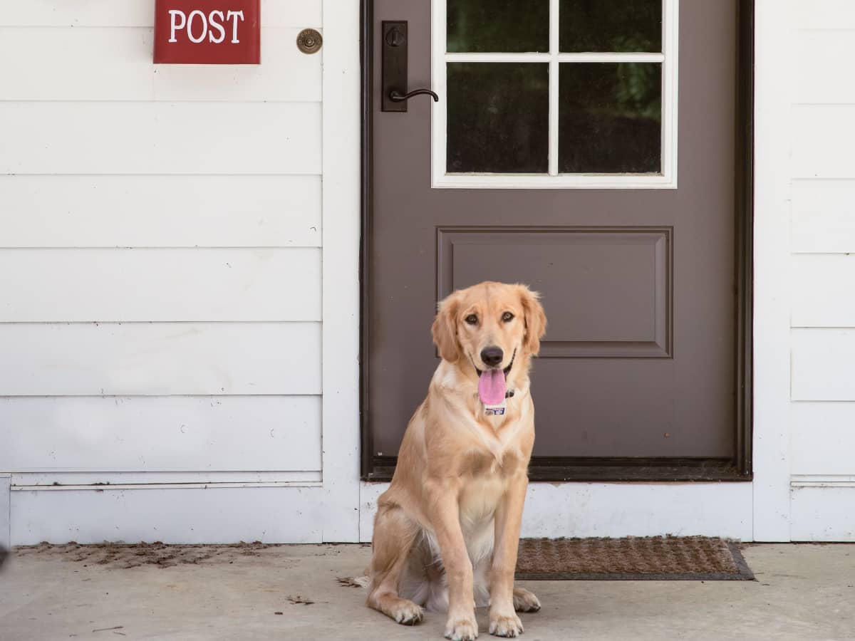 do male dogs mark their territory