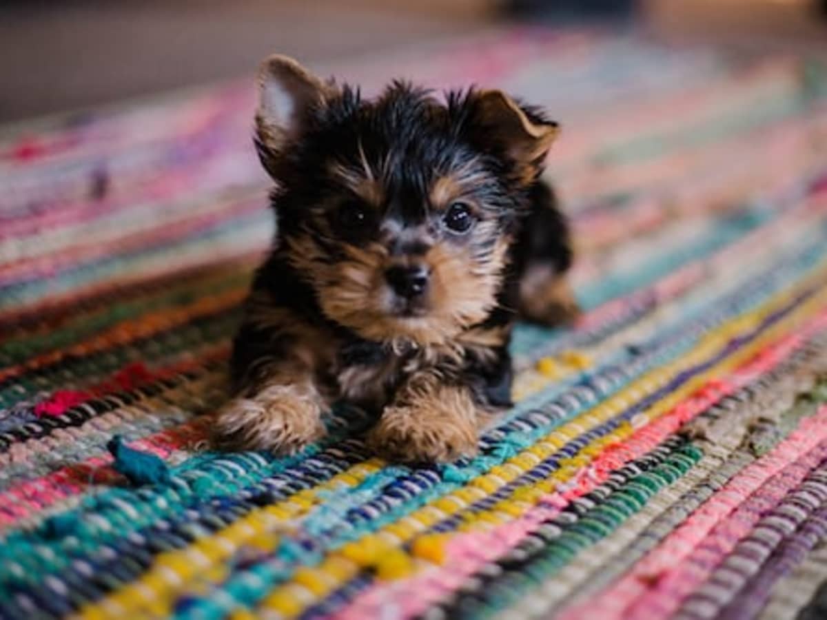 The Best Places to Find a Really Cheap Puppy - PetHelpful