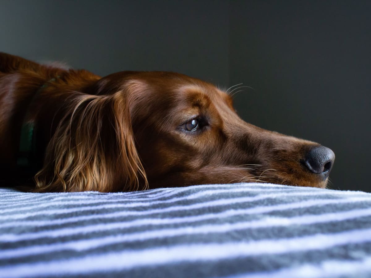 Dog Euthanasia Putting A To Sleep