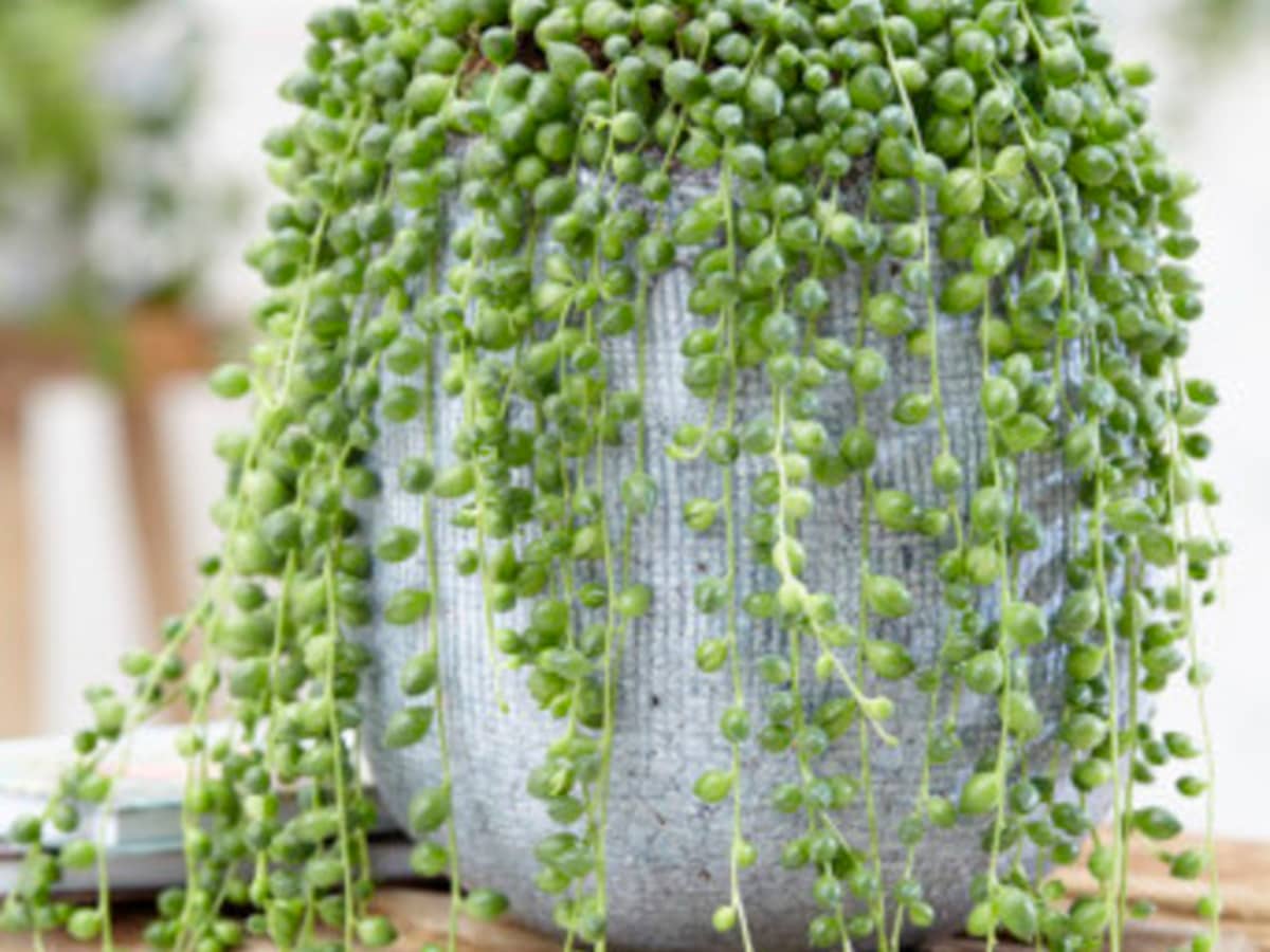 Meadow View Growers  Caring for String Of Pearls