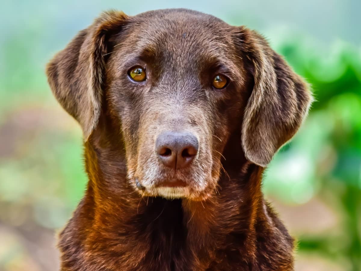 is it safe to put an older dog under anesthesia