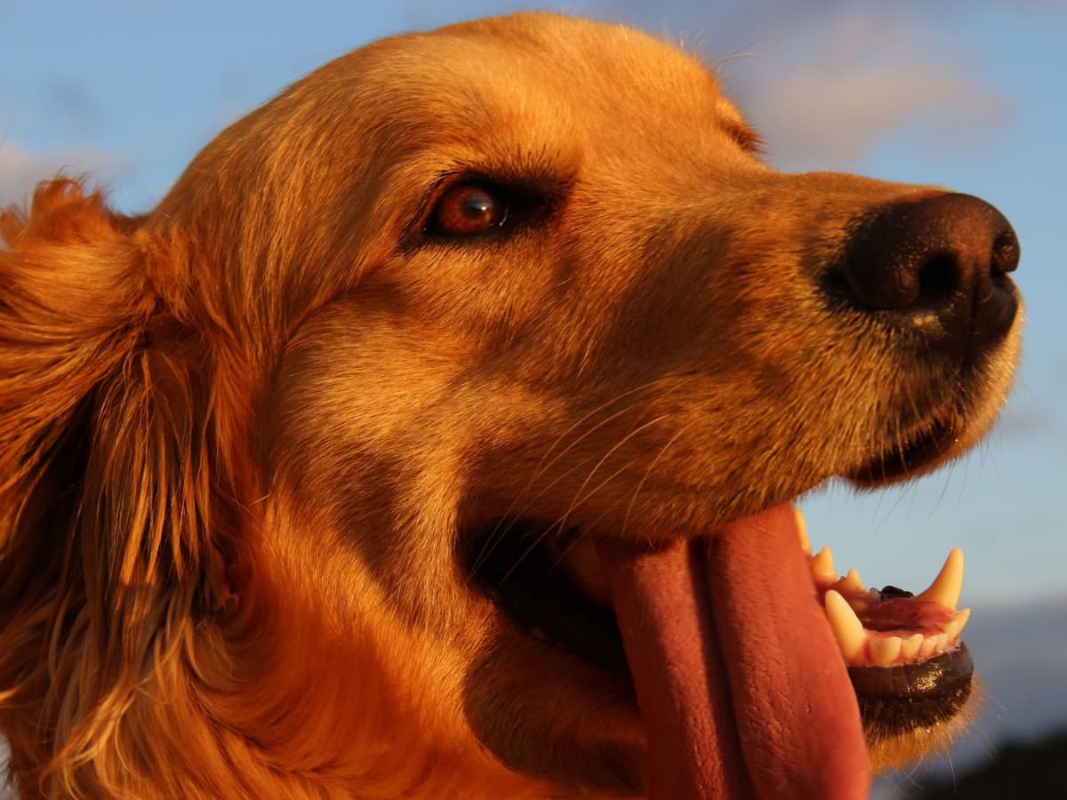 The 5 Most Intelligent Dog Breeds Chosen By Vets