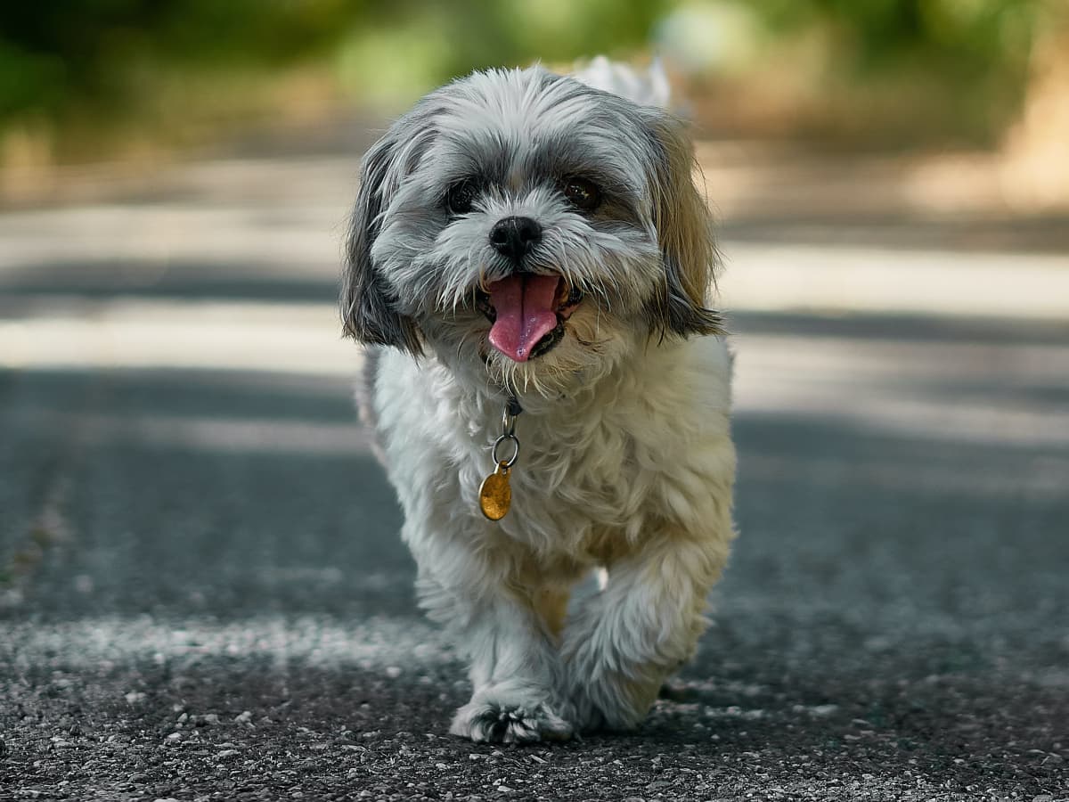 6 Hypoallergenic Dog Breeds That Are