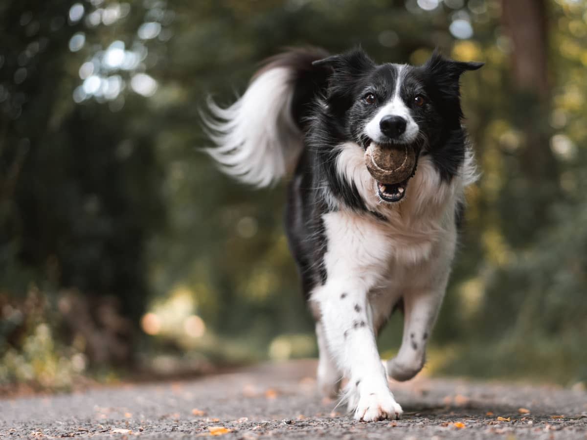 DIY Custom Dog Harness – Dont Stop Retrieving