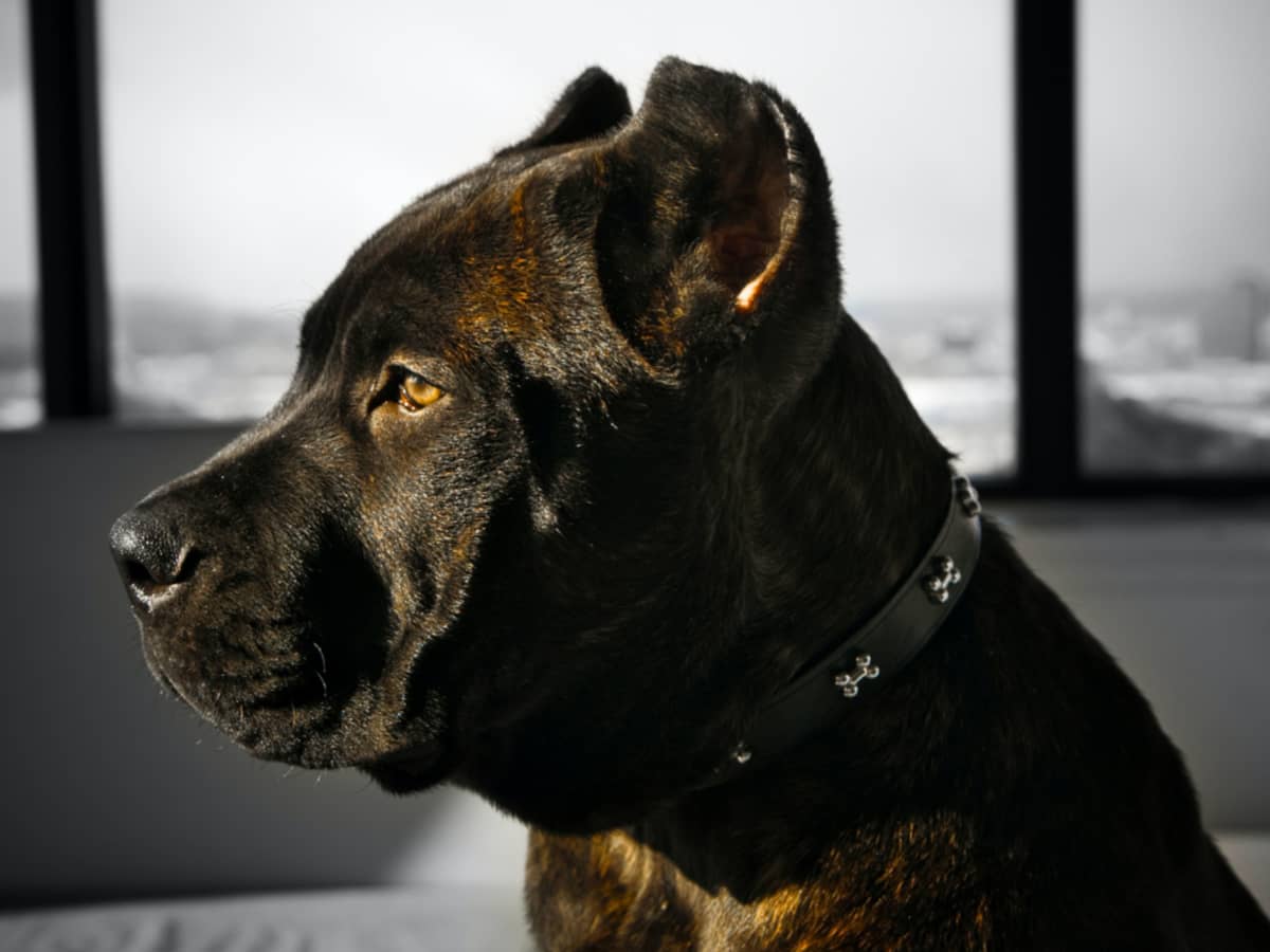 How to Prevent Aggression in Your Cane Corso