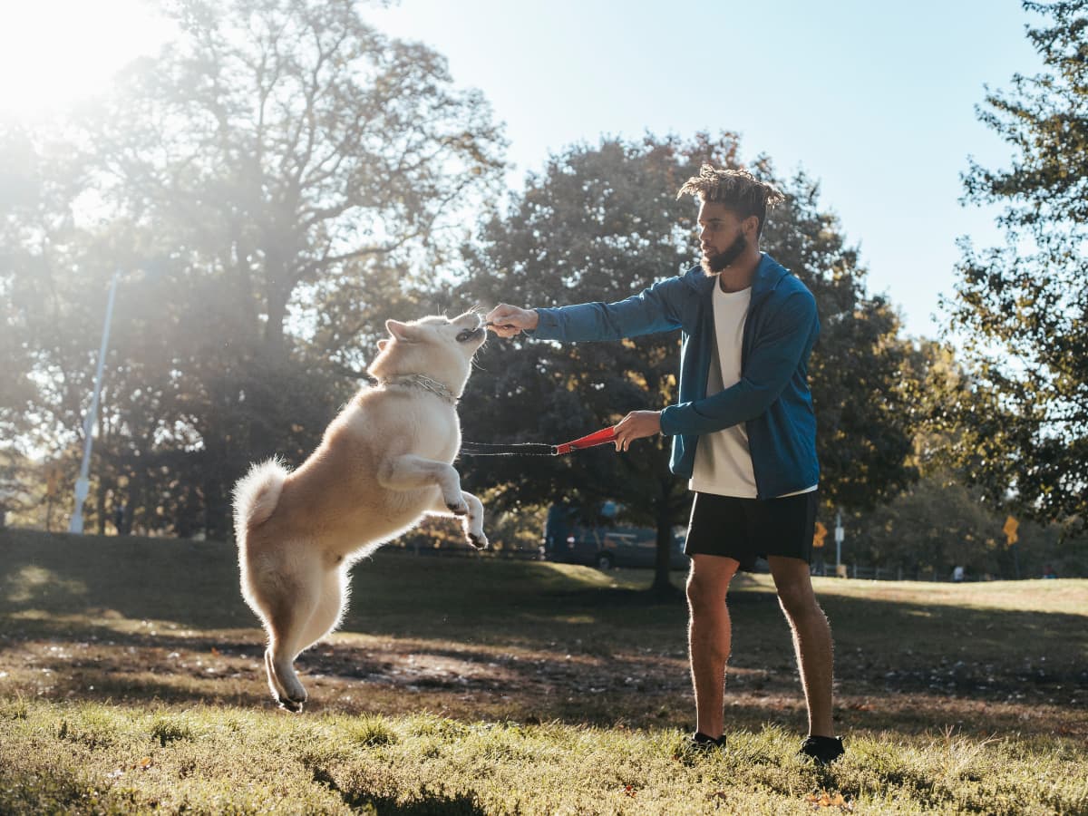 3 Easy Ways To Teach A Dog Not To Jump On People - Pethelpful