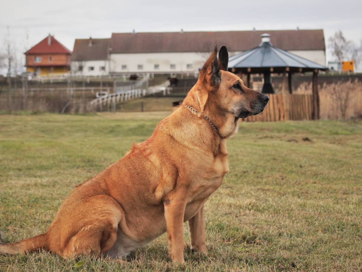 Dog Hackles: Why Do Dog's Hairs Stand Up?