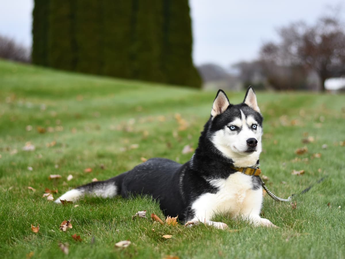 are black and white huskies akc breed standard
