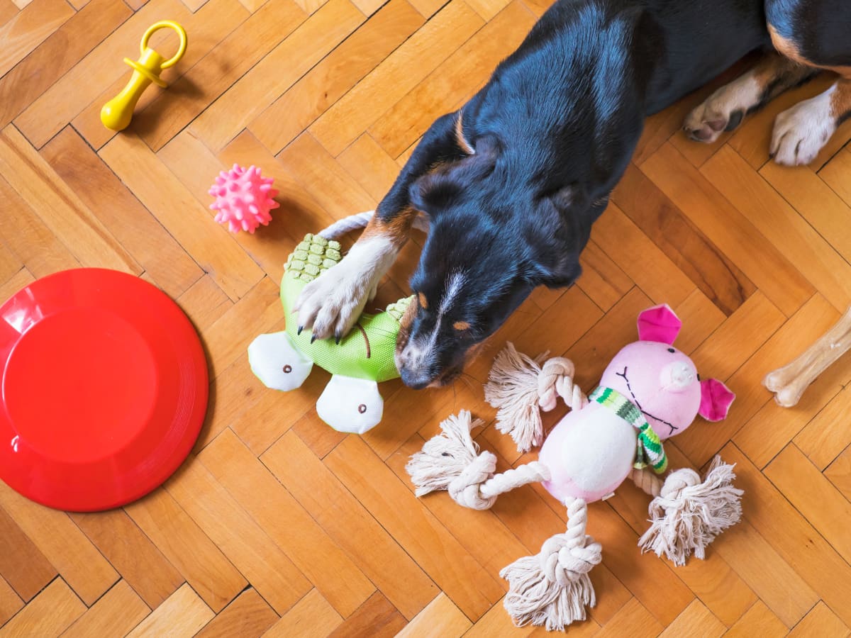 Pet Day: Shop interactive dog toys for energetic puppies