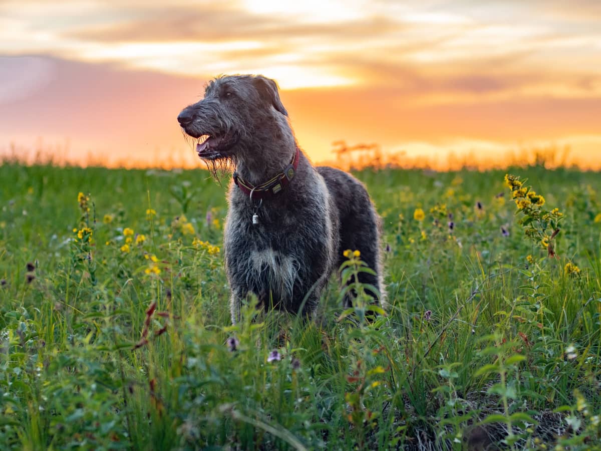 Unique Dog Names for 2020 - Happy Tails Inc